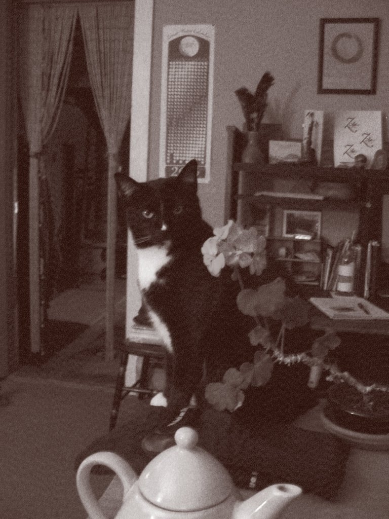 kitty-bw.jpg