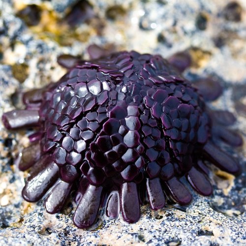 helmet urchin.jpg