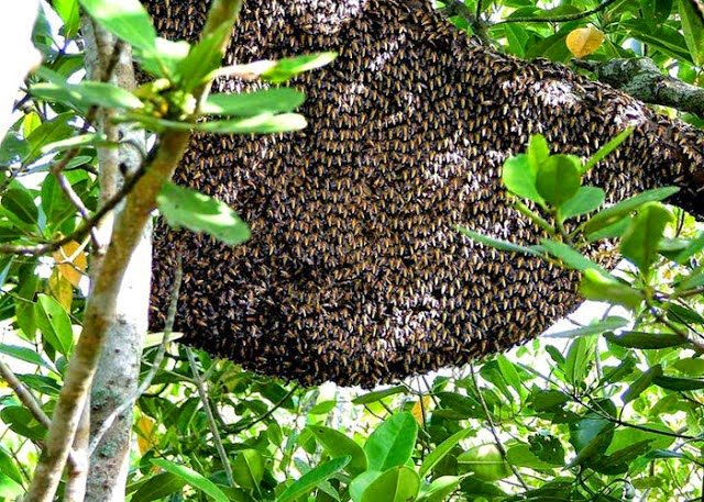 Hive in Sundarban.jpg