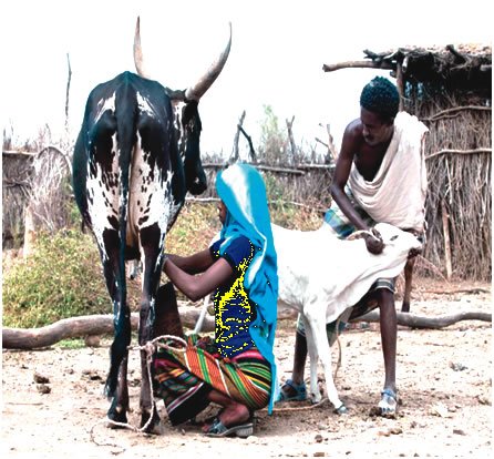 A-woman-milking-a-cow-in-the-community.jpg