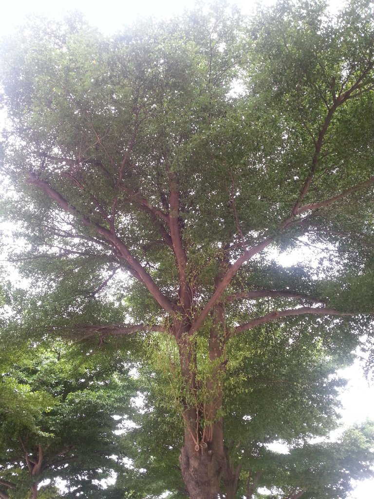 tree2.jpg