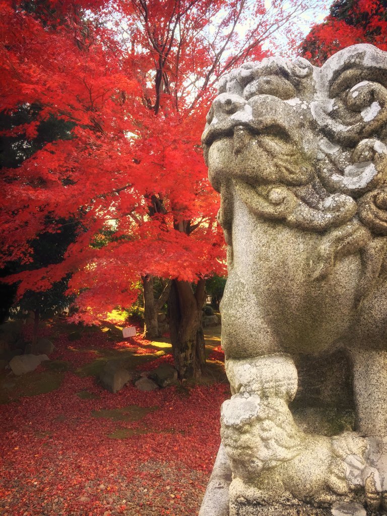 Autumn_Leaves_and_Komainu.jpg