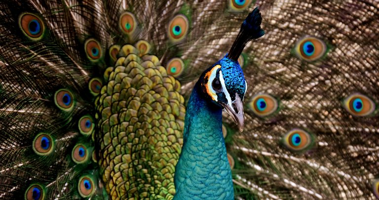 peacock-3080897.jpg