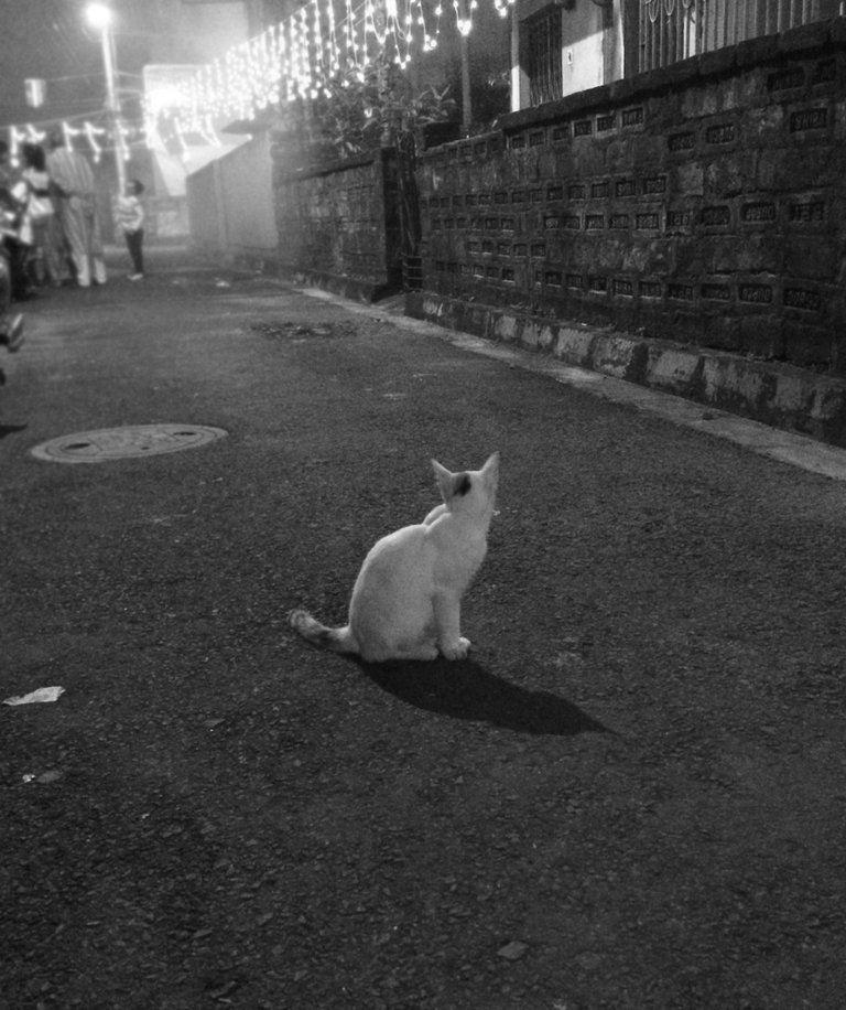 cat photo kolkata copy.jpg