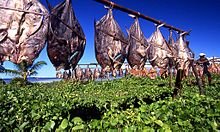 220px-Fish_drying_in_the_sun_poisson_seche_Madagascar.jpg