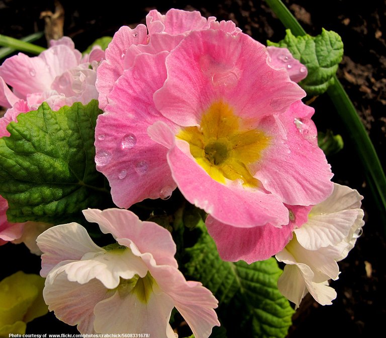 PinkSpringFlower-001-041118.jpg