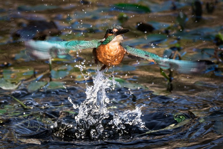 Kingfisher in flight.JPG