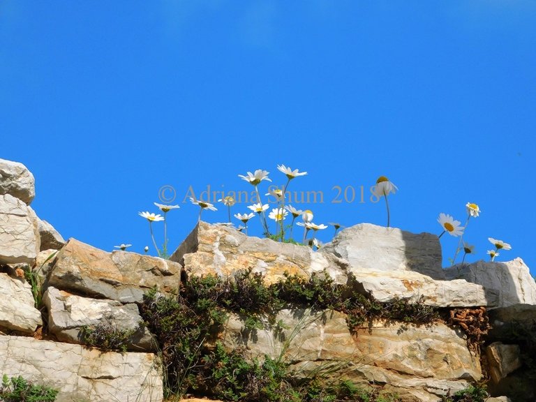 daisies on wall_marked.jpg