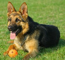 germanshepherdsf3.jpg