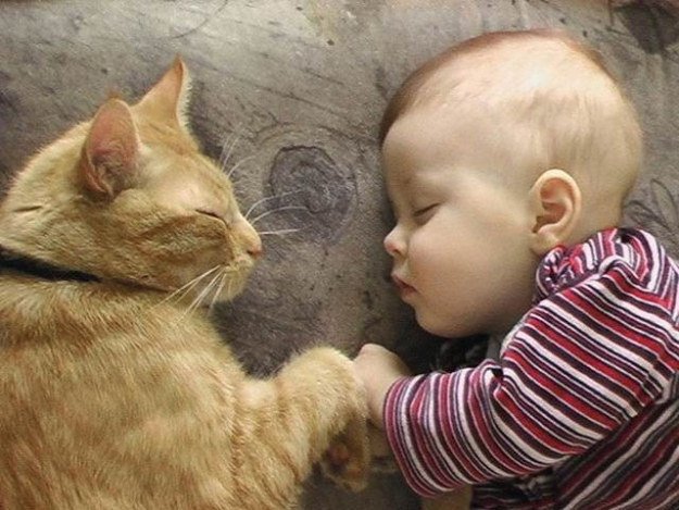 Bayi-Tembem-dan-Kucing-Gembul-Ini-Bobo-Bareng-Sambil-Pegangan-Tangan.jpg