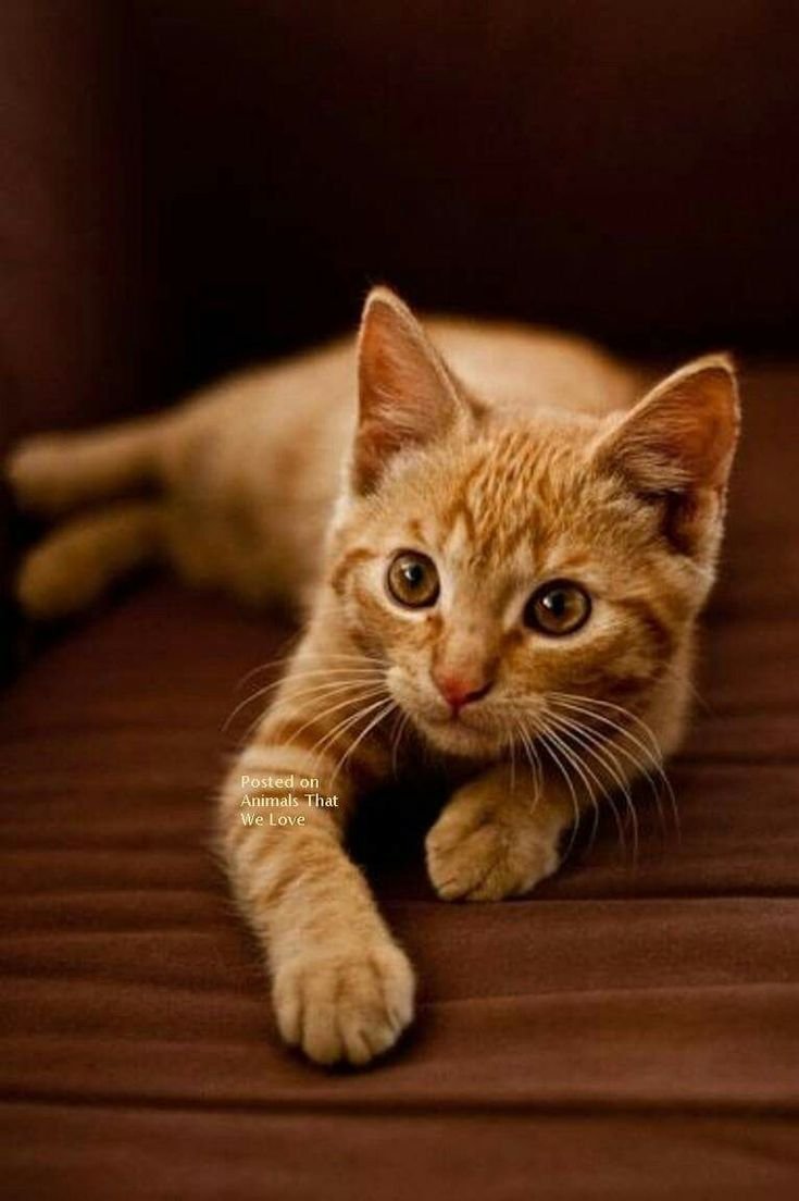 673b452bebb4851c66a2ad7e15d9d888--orange-tabby-cats-red-cat.jpg