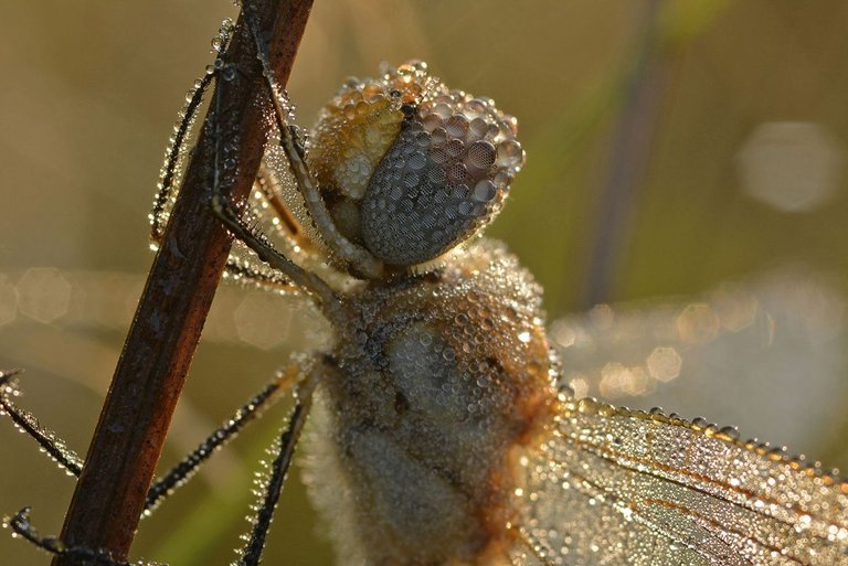 Dewy Dragonfly.jpg