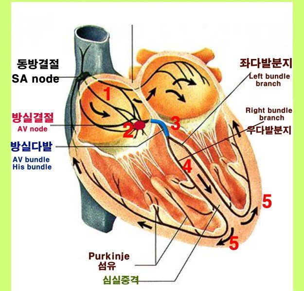 conduction system.jpg