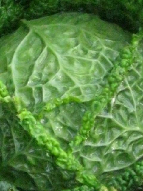 savoy cabbage.JPG