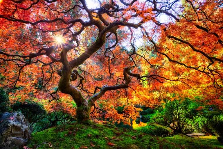 Famous-Japanese-Garden-Tree-in-Portland-by-Michael-Matti.jpg