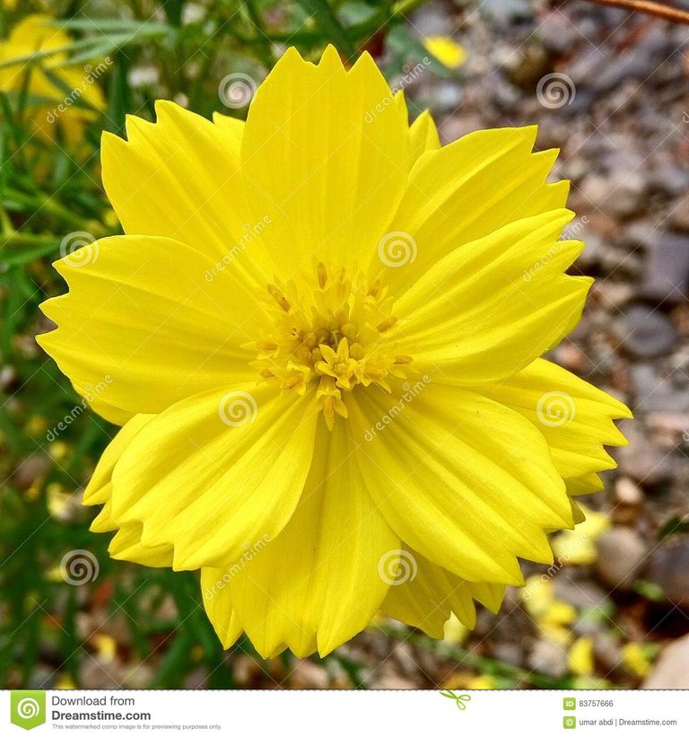 flower-beautiful-yellow-blooming-83757666.jpg