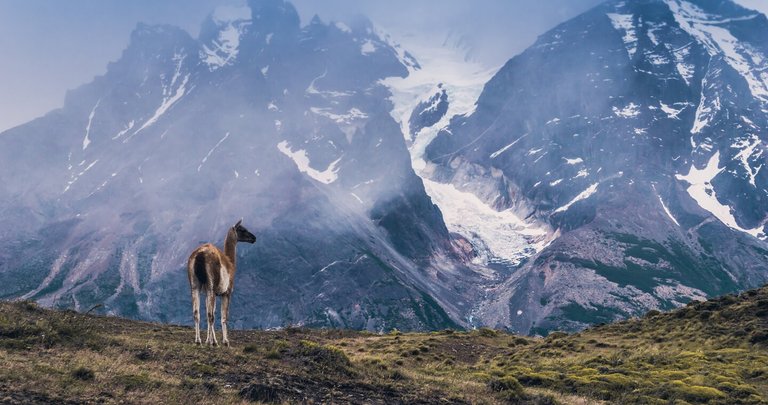 Torres-del-paine-12xchile-DST317-mpo6bcgqm3dk4fj07q5d29qnwzz6x5ai804y347bg0.jpg