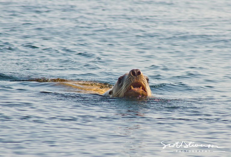 Stellar Sea lion-2.jpg