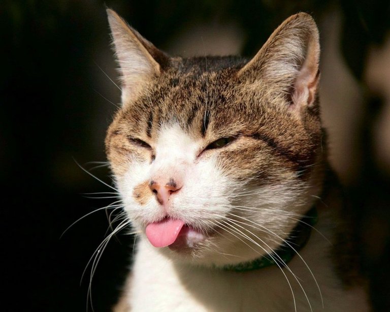 ws_Cat_Tongue_1280x1024.jpg