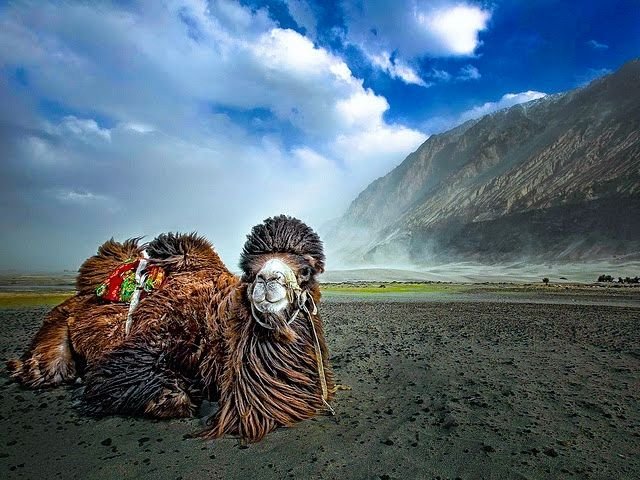 NUBRA-VALLEY-CAMELS-Exposure.jpg