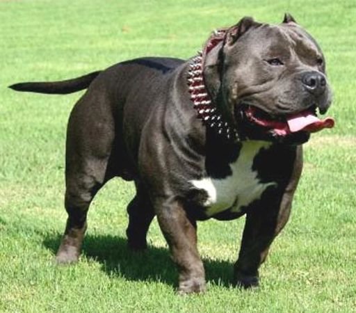 perros-pitbull-3.jpg