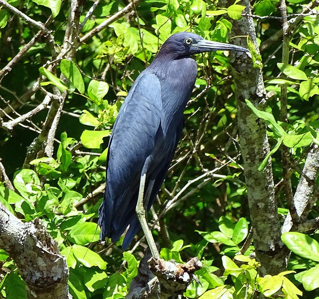 GARZA AZUL.jpg