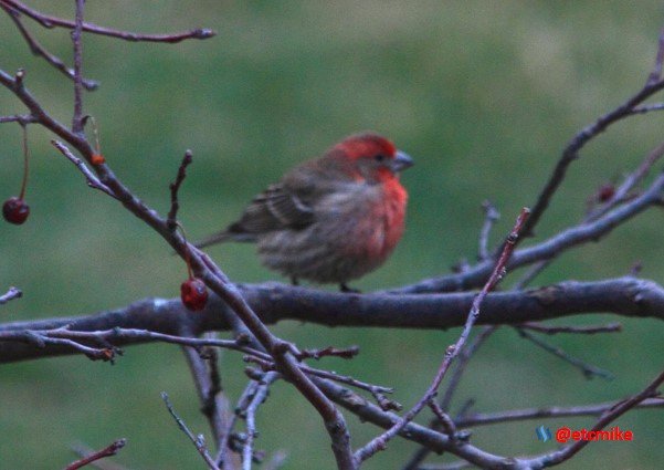 house finch PFW20-25-0087.JPG