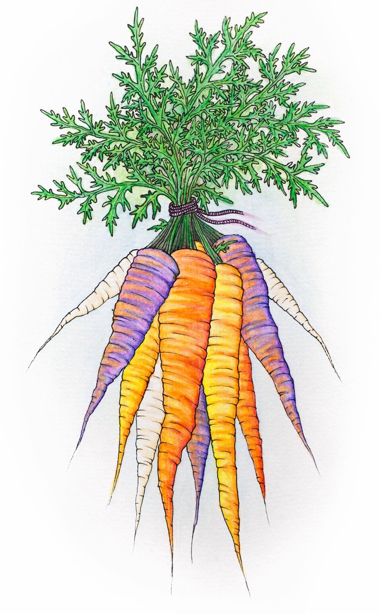 carrots.jpg