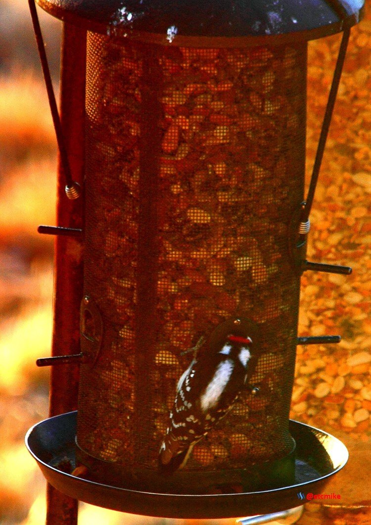 downy woodpecker PFW17sat-05.JPG