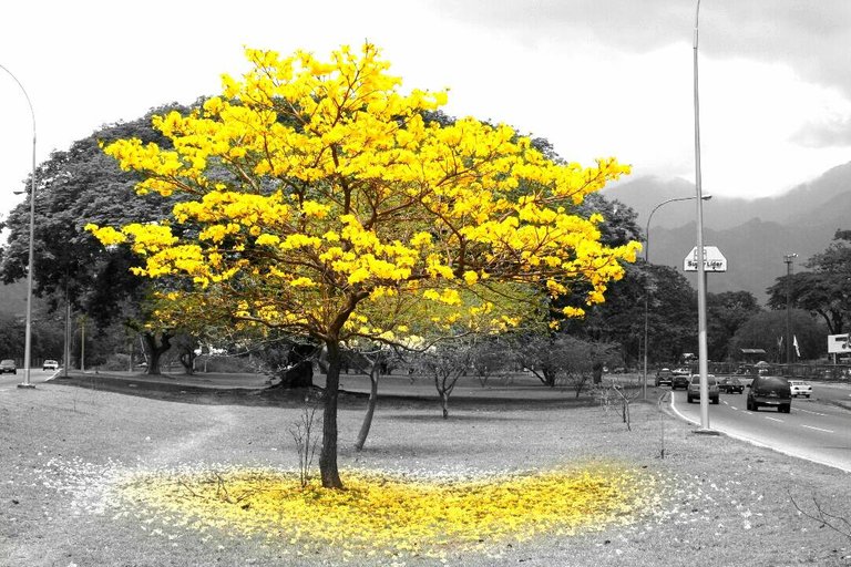 selective color.jpeg