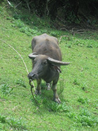 CARABAO.jpg