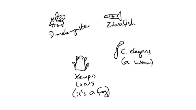 Sketchanimals.png