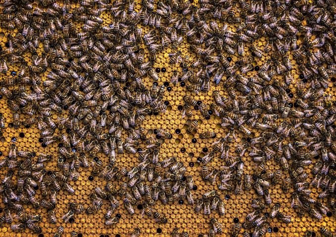 beehive-3270566__480.jpg