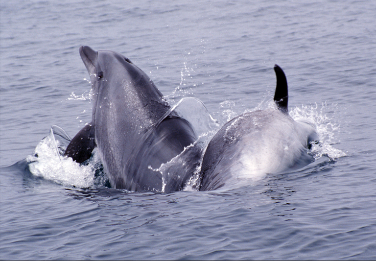 Bottlenose-dolphins.png