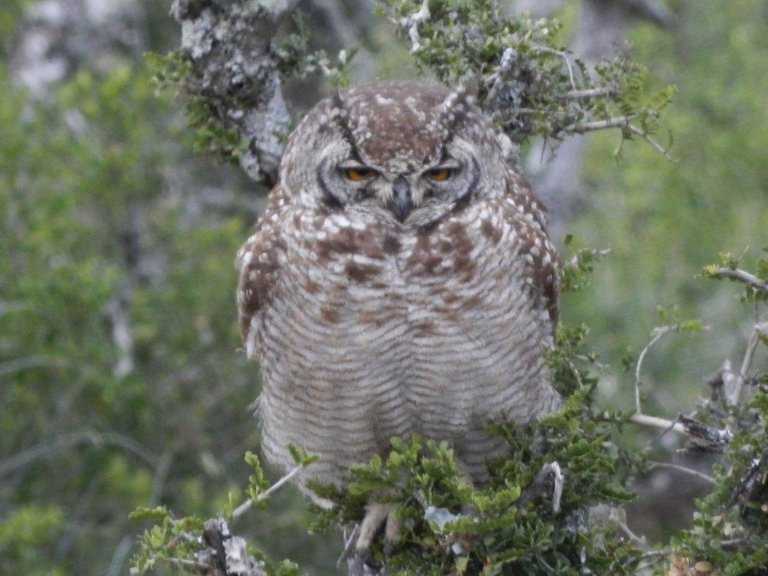 Spotted Eagle owl (3).jpg