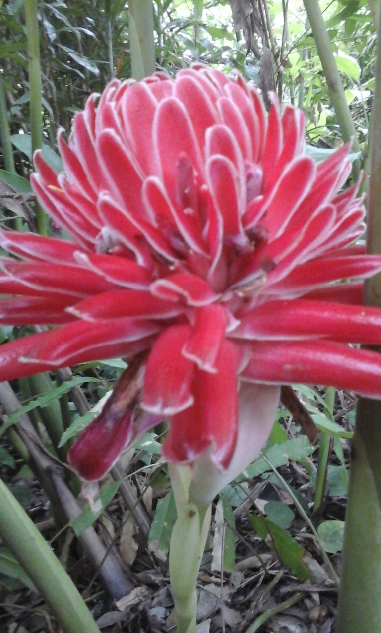 Kecombrang -Torch Ginger.jpg