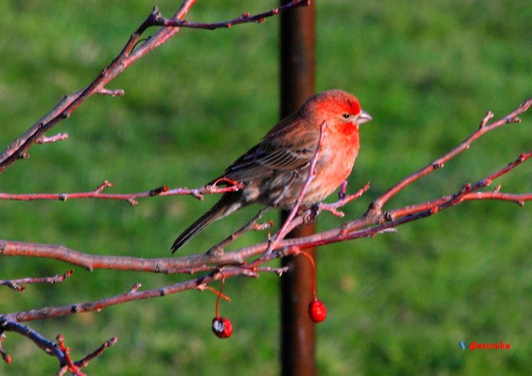 house finch PFW22-sa0072.JPG