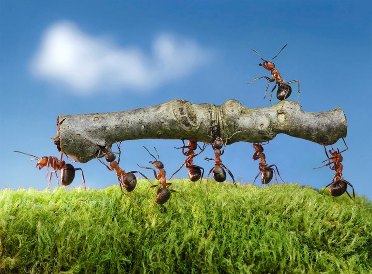 blockchain deep analize leader ant.jpg