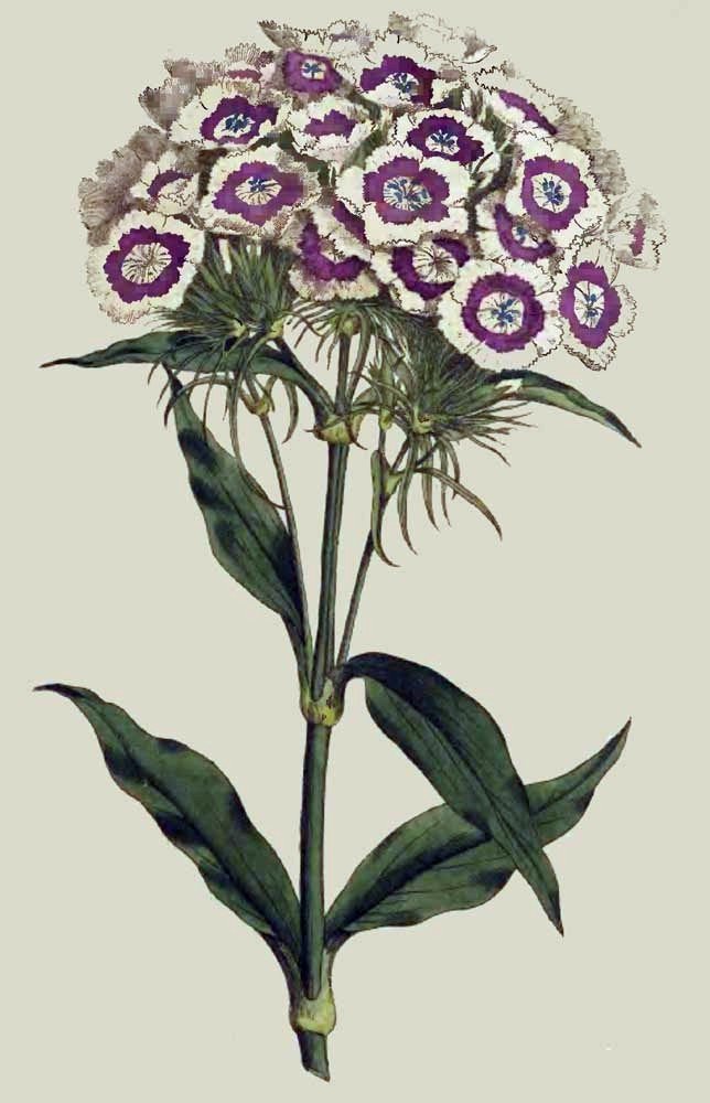 Dianthus_barbatus00.jpg