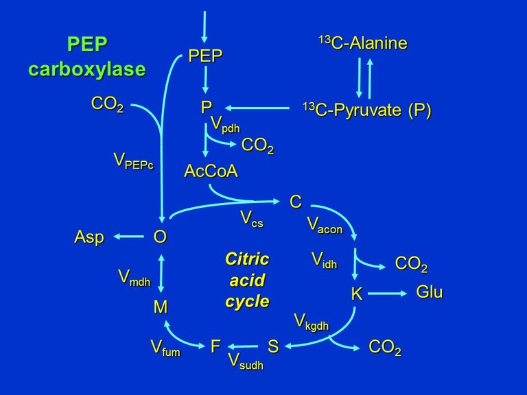 PlantMetabolicFluxAnalysis1.jpg