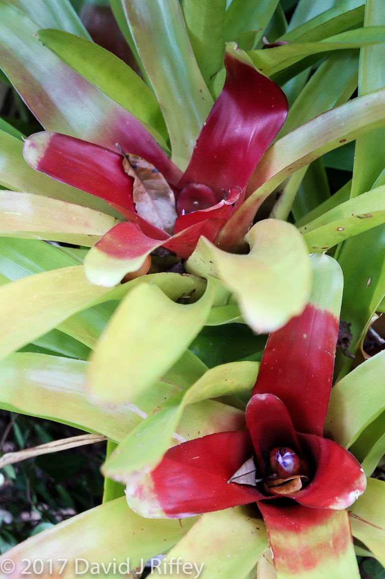 Bromiliad Red and Green-09464.jpg