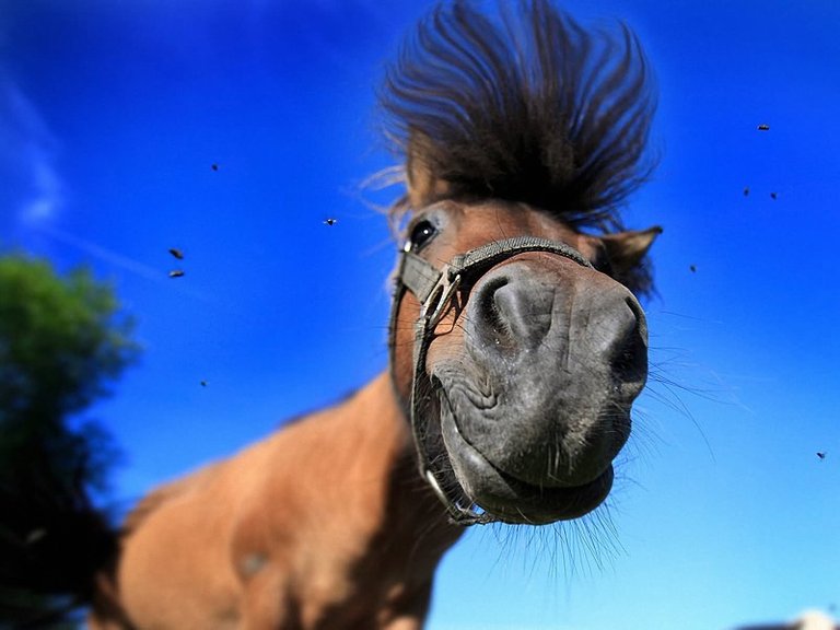 Funny-Closeup-Horse-Face-Wallpaper.jpg