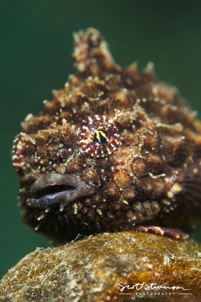 Pacific Spiny Lumpsucker-3.jpg