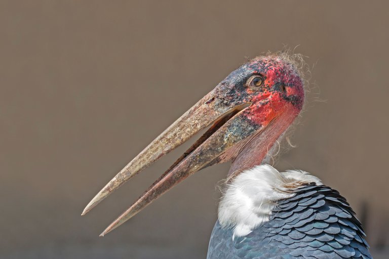 File_Marabou stork (Leptoptilos crumenifer) head.jpg