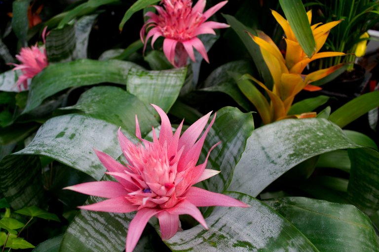 Aechmea-Bromeliad-002.jpg