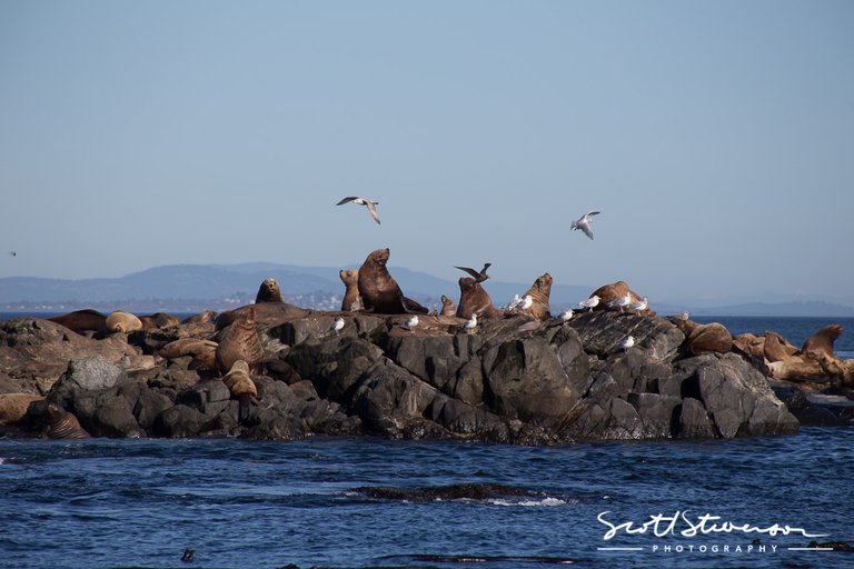 Stellar Sea lion-21.jpg