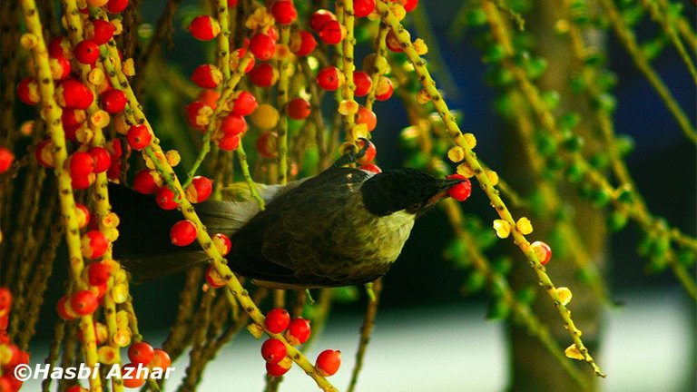 BURUNG_17.JPG