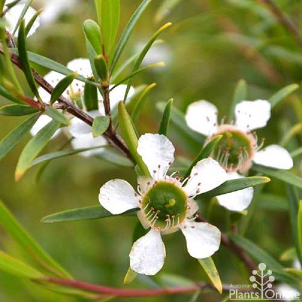 leptospermum-petersonii-lemon-scented-tea-tree-flower.jpg