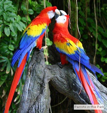 scarletmacaw.jpg