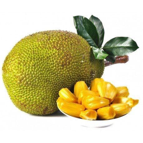 jackfruit-seeds-artocarpus-heterophyllus.jpg